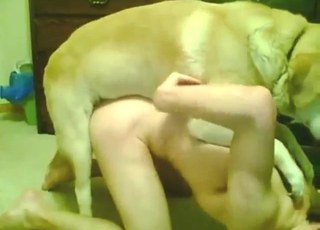 Zoophile porn with a Lab drilling into that ass