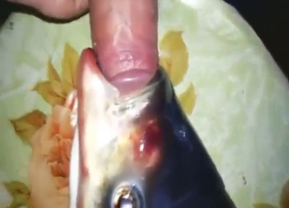Fisk