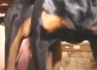 Dark-haired guy takes dog's knot from behind