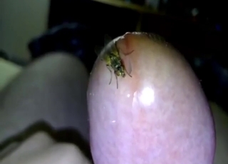 Hot bestiality porn shows a fly on his penis