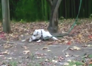 Dog gets very flexible while sucking dog cock