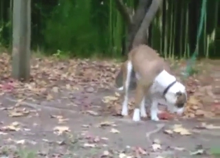 Dog gets very flexible while sucking dog cock