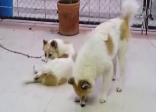 Bestiality porn looks great as dogs fuck around