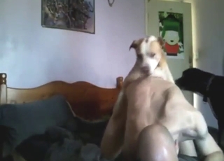 Bald-headed mofo is happy to take a dog's cock