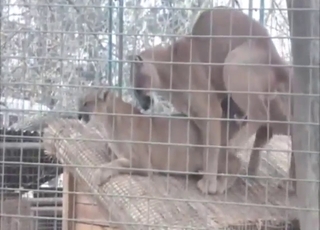 Cougar in a threesome with plenty of kink