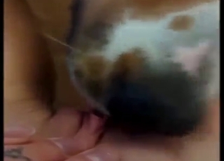 Furry beast is going to eat her out in a POV vid