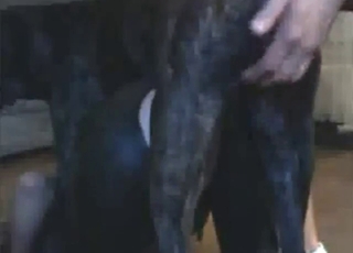 Unexpected zoophilic action with a latex hoe