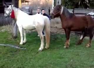 Зоофил-вуайерист снимает, как лошади жестко трахаются