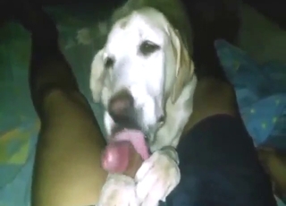 Dog is on ANOTHER LEVEL with cock sucking