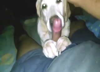 Ο σκύλος είναι σε ΑΛΛΟ ΕΠΙΠΕΔΟ με το πιπίλισμα του κόκορα