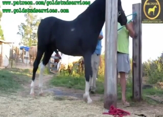 That stallion's dangling dick is a masterpiece