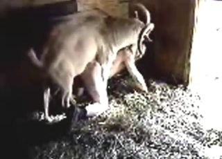Farm animals recorded by a hidden cam in zoo porn