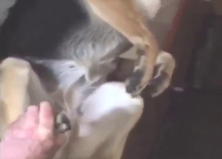 POV pleasure session with a dog that gets fucked