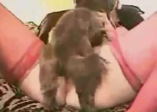 Submissive animal lover spreads her legs for dog