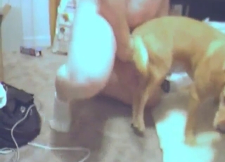 Dog's pussy explored by a guy's hard dick