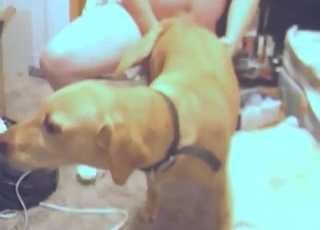 Dog's pussy explored by a guy's hard dick