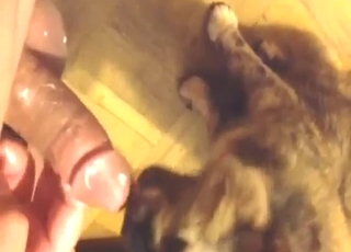 Nice video with a cat that worships his boner