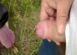 Hot pleasure with a dog that licks nice dick