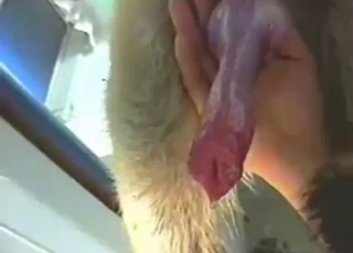 Zoo sex starts with some nice dick play up close