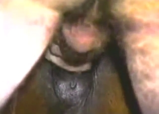 Wet pussy mare getting fucked by a true alpha