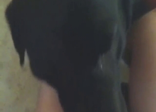 Fellatio scene featuring a black Lab with a dick