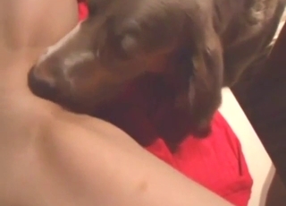 Brown dog using its tongue to lick wet pussy