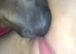 Masturbation and cunnilingus with dog tongue