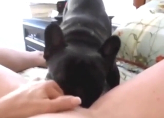 POV cunnilingus session with a dog that licks clit