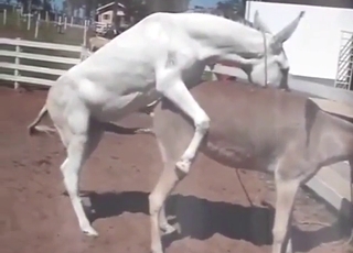 Latino beasts fucking each other in public