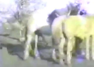 Zoo porn compilation with horses and more