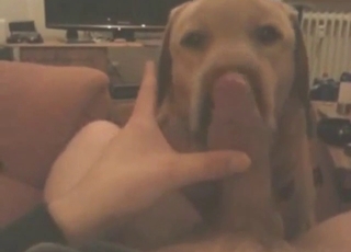 Adorable dog is going to lick that dick in POV