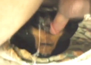 Rottweiler dog is going to get fucked by a guy