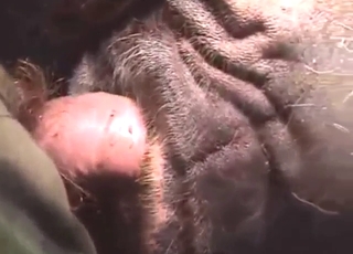 Human cock fucks a mare from behind, it's wild