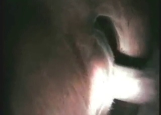 Close-up cow sex scene with the animal moaning