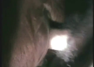 Close-up cow sex scene with the animal moaning