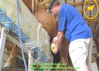 Older guy shows that he can jerk off horses well