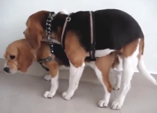 Beagle fuck scene with two horny animals