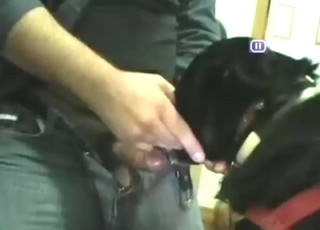 Powerful zoophile making that throat his