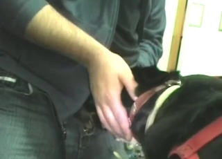 Powerful zoophile making that throat his