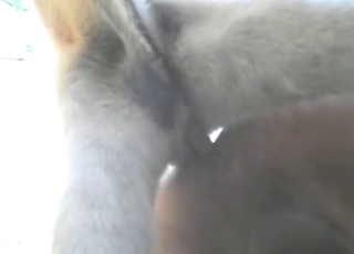 Dude leaking pre-cum as dog fucks his outside