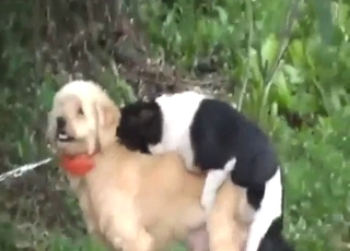 Sneaky gay anal fucking with two out dogs