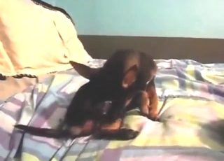 Hectic doggo showing off its nicely-sized dick