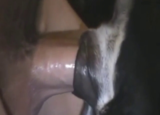 Dude uses his penis to make this dog scream