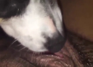 Hairy pussy and asshole of a zoophile serviced