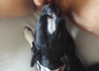 Black Terrier dog is going to lick her wet pussy