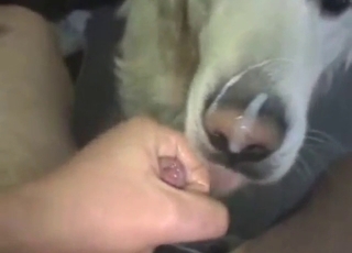 White dog with a cute face licking a nice cock