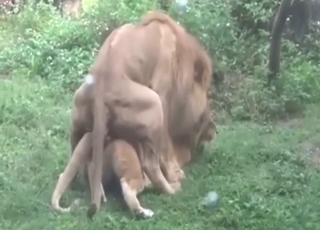 Lion-on-lion fuck with two animals mating hard