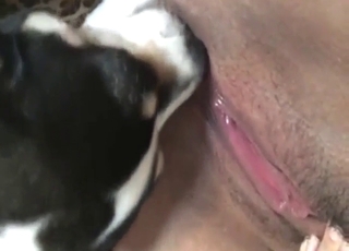 Dog decides to show its licking skills on cam