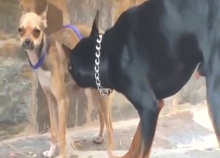 Dog-on-dog tease will lead to harder fucking