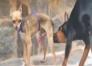 Dog-on-dog tease will lead to harder fucking